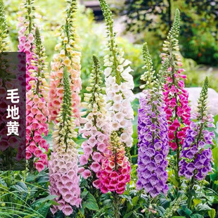 毛地黄种子指顶花洋地黄花籽室外庭院景观花种子耐寒耐旱花种籽子