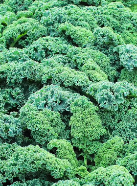 羽衣甘蓝种子羽叶甘蓝种籽孑食用秋冬季紫色耐寒四季盆栽蔬菜种子