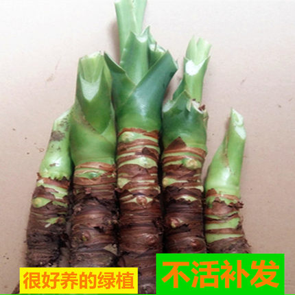 滴水观音绿植盆栽霸王芋大叶花水培土培室内外易活大型植物现挖
