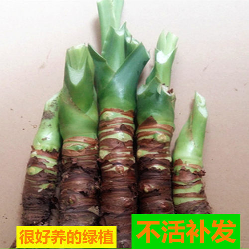 滴水观音绿植霸王芋大叶花