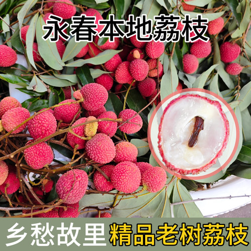 （福建省邮版）岵山现摘荔枝新鲜状元红荔枝当季时令水果整箱顺丰