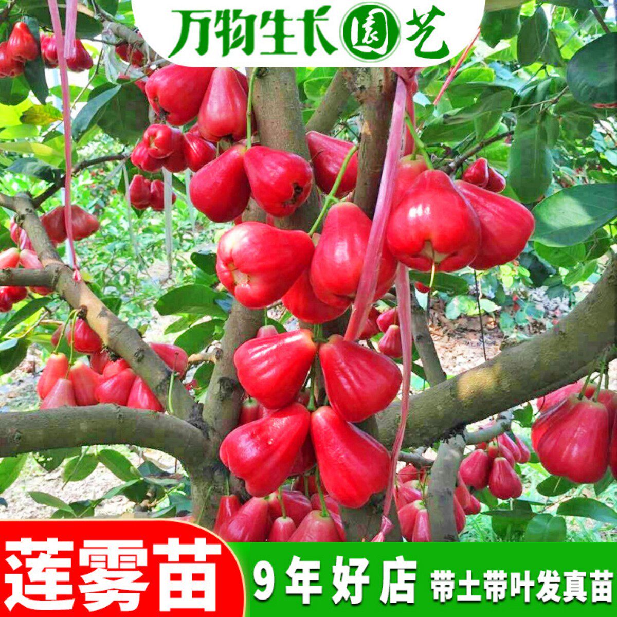 莲雾果树苗大叶红黑金刚莲雾苗嫁接苗南北方种植庭院阳台地栽盆栽