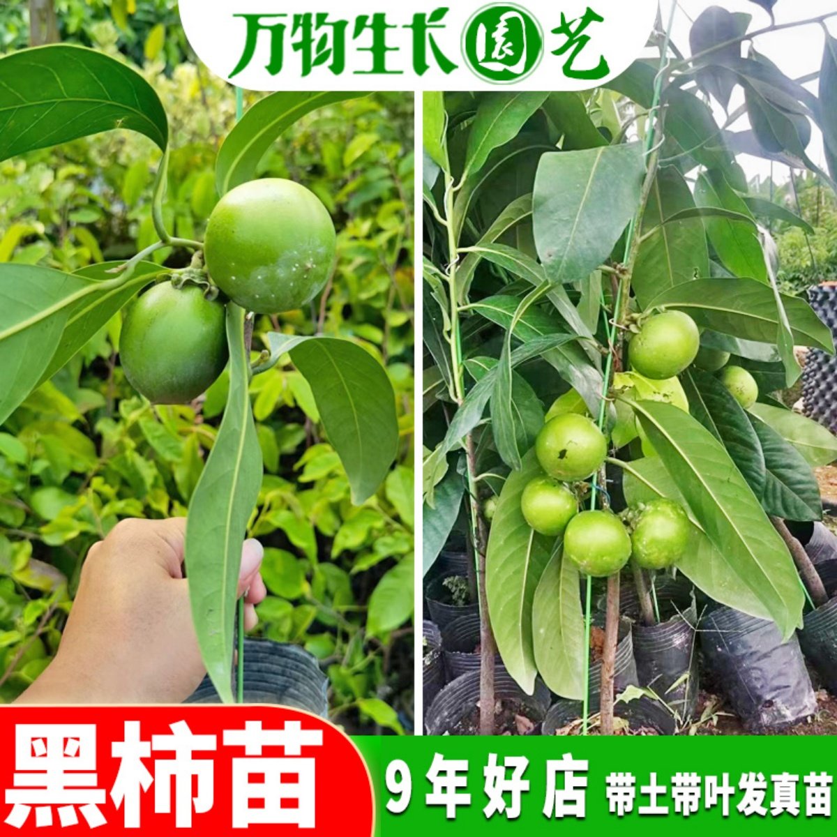 四季黑柿苗 新品种澳洲黑柿巧克力布丁果树苗 南北方种植盆栽阳台