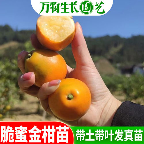 脆蜜金柑苗小金桔树 盆栽 果树脆皮金桔苗 金桔树可食用 带果发货