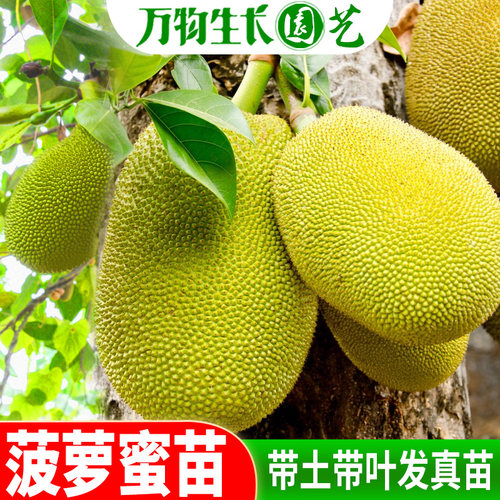 菠萝蜜苗树苗果苗嫁接苗木菠萝苗马来西亚1号黄肉红肉地盆栽包邮