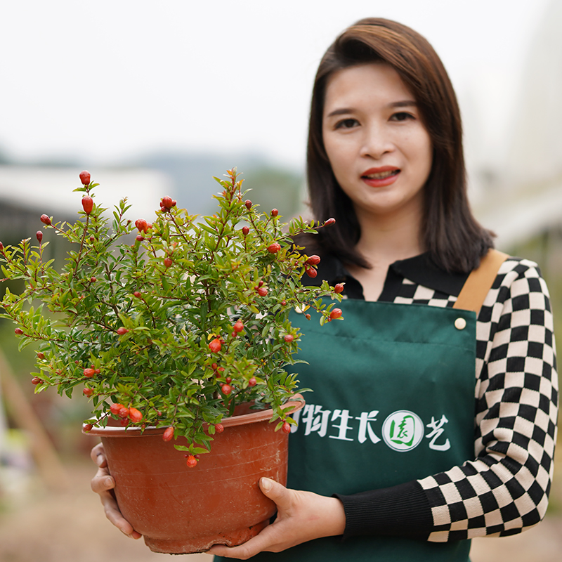 石榴苗地栽庭院果树苗突尼斯软籽石榴树苗南北方种植盆栽当年结果