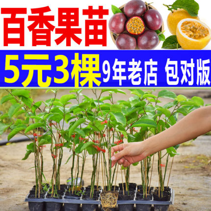 百香果苗 四季不断结果 钦蜜9号嫁接苗 纯甜黄金百香果树盆栽爬藤