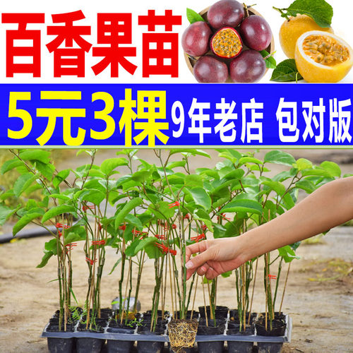 百香果苗 四季不断结果 钦蜜9号嫁接苗 纯甜黄金百香果树盆栽爬藤