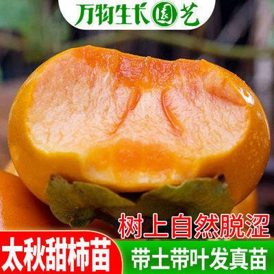 太秋甜柿树苗南北方庭院地栽特大果树活苗盆栽嫁接甜心脆当年结果