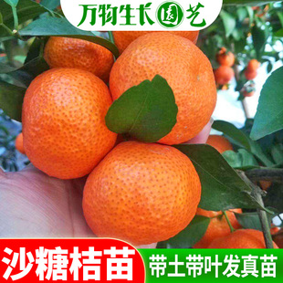 沙糖桔树苗 柑桔树苗 四会沙糖桔苗 柑橘子苗南方种植 嫁接果树苗