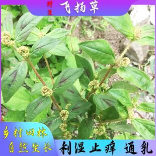 飞扬草新鲜现采乳籽草大飞扬大白乳汁草节节花止痒草洗澡中草药材
