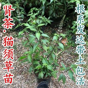 新鲜猫须草苗 降酸茶排酸茶化石草猫须草盆栽肾茶带土苗包阳台花