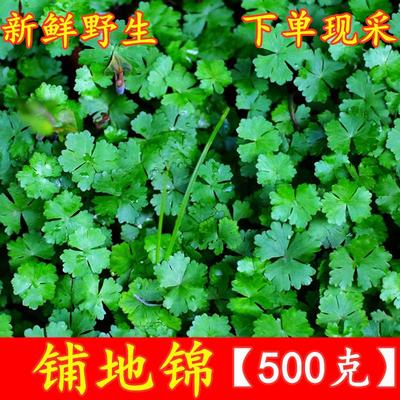 铺地锦500g包邮天然天胡荽新鲜破铜钱满天星草落得打步地锦鱼鳞草