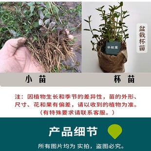 半枝莲苗半支莲草苗潮汕四方枝仔苗韩信草苗绿植盆栽棵另售蛇舌草
