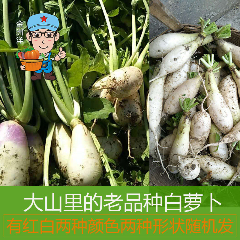 江西大山自然保护区内农家自产老品种蔬菜白萝卜非转基因500g
