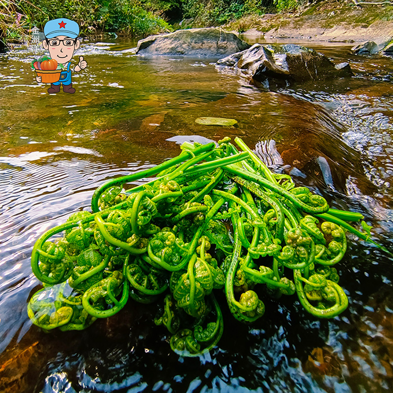 江西大山深处天然新鲜现采水蕨菜自然无污染绿色蔬菜500g一份