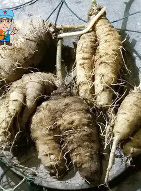 江西深山中草药材新鲜