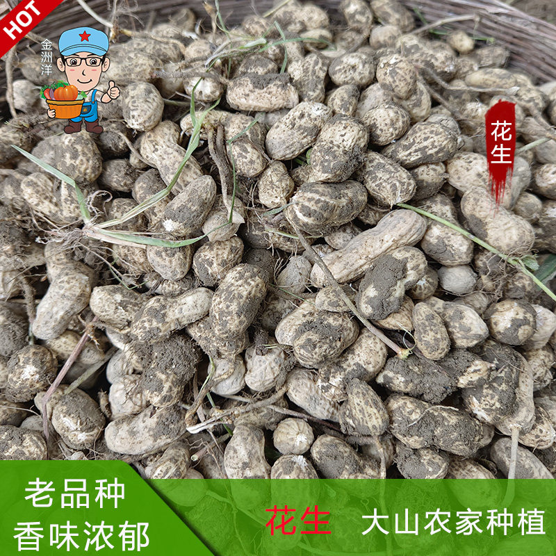 江西新鲜生花生湿花生带壳白皮花新鲜花生