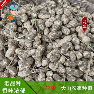 江西新鲜生花生湿花生带壳白皮花生米现挖农家自种生吃水煮老品种