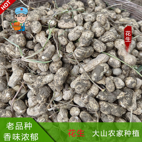 江西新鲜生花生湿花生带壳白皮花生米现挖农家自种生吃水煮老品种