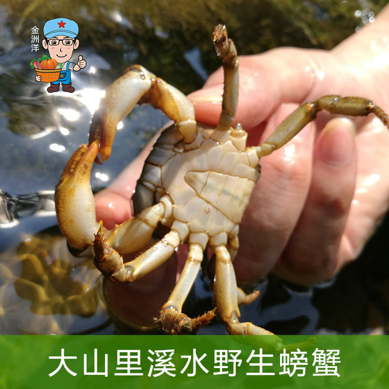 江西大山野生河蟹山螃蟹原生冷水淡水溪蟹水族宠物蟹观赏溪活体