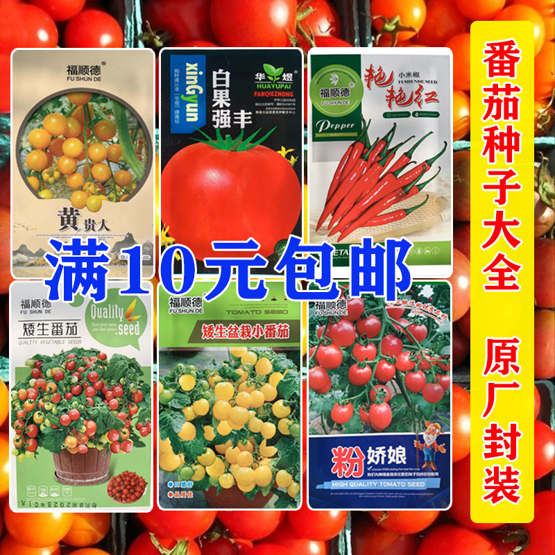 四季早熟矮生盆栽番茄种子