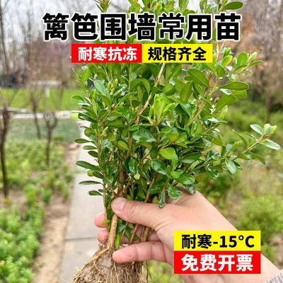 小叶黄杨树苗瓜子黄杨球庭院绿化