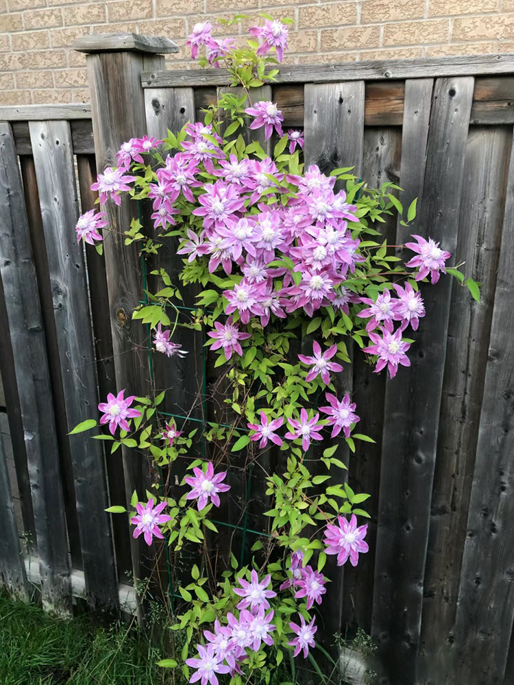 约瑟芬铁线莲盆栽3类耐热耐寒爬藤植物小中大苗耐热大花藤本花卉