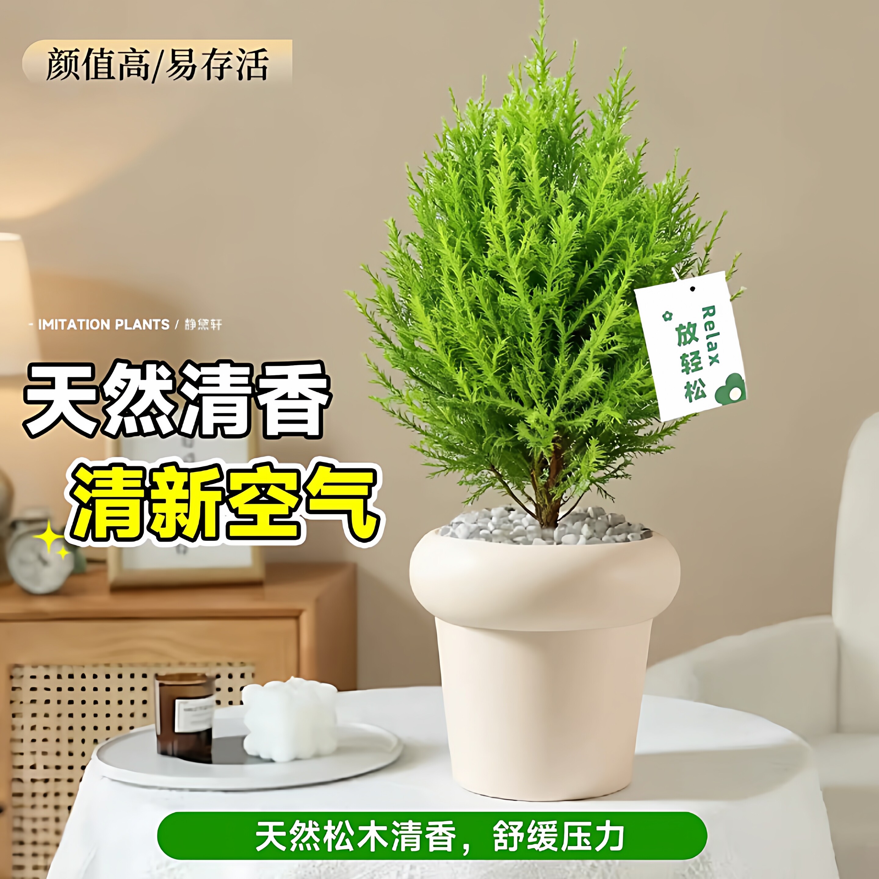 香松盆栽金冠柏绿植树苗盆景棒棒糖松树四季绿植办公室内好养香柏