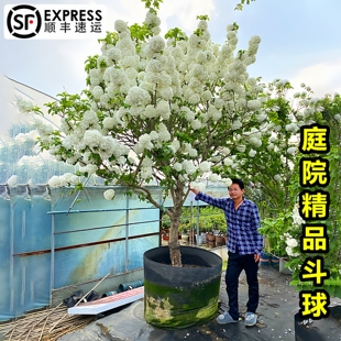 中华木绣球树斗球大花白球盆栽苗别墅庭院地栽丛生棒棒糖耐寒耐热