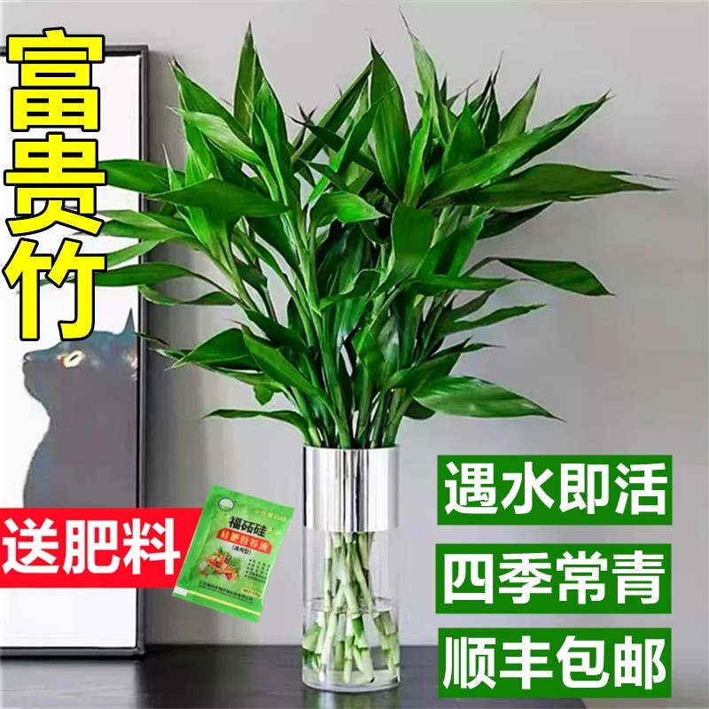 富贵竹水培植物客厅招发财竹子节节高绿萝盆栽花卉植物室内花绿植