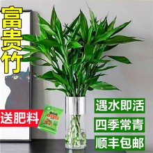 富贵竹水培植物客厅招发财竹子节节高绿萝盆栽花卉植物室内花绿植