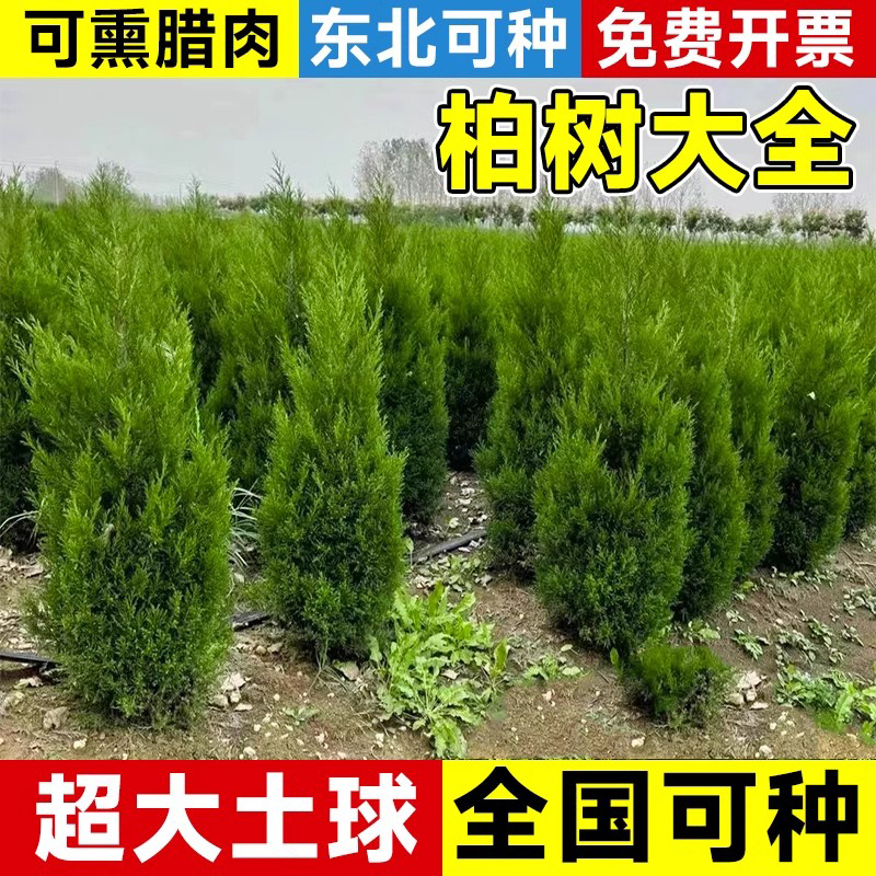 柏树树苗松柏塔柏侧柏龙柏扁柏