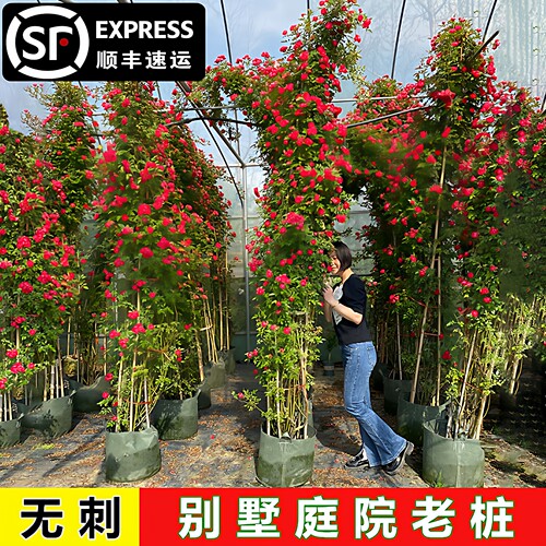 无刺四季红木香花苗爬藤月季蔷薇