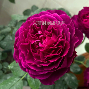 花苗庭院花卉花蔷薇大花开盆栽玫瑰花季 植物阳台多勤月季 暮光之城