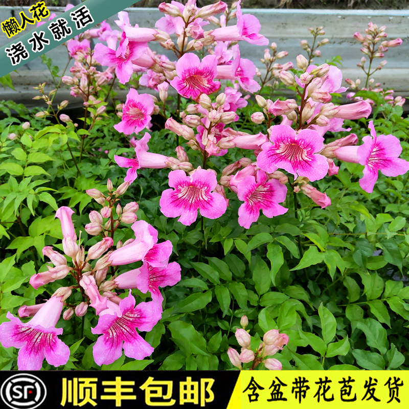 非洲凌霄花爬墙植物四季开花无刺