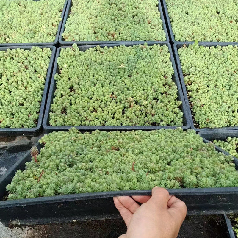 中华景天佛甲草苗黄金金叶佛甲草草皮过路黄姬岩垂草耐寒地被植物