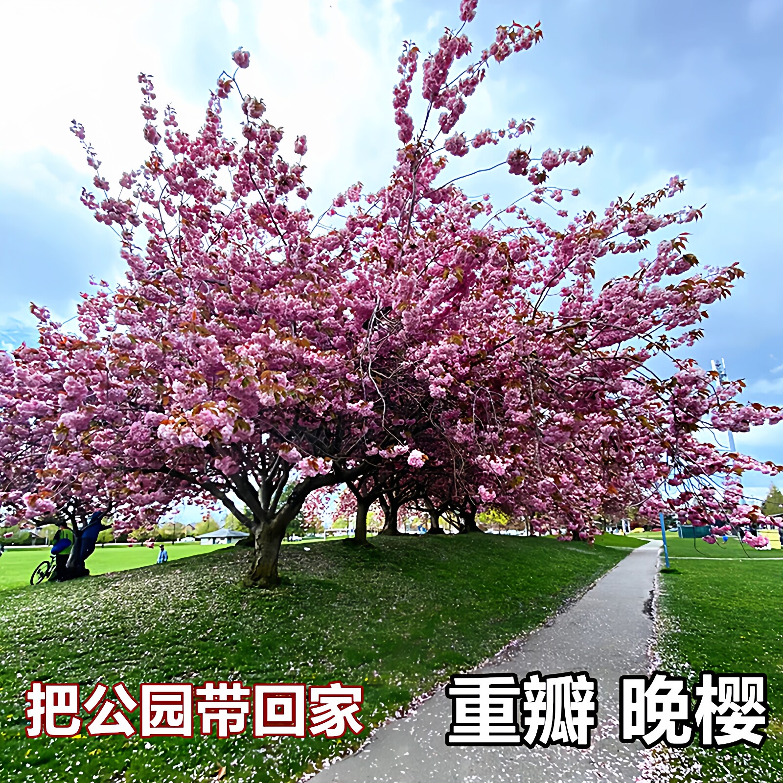 重瓣樱花树苗高杆阳台盆栽庭院耐寒大型绿化风景树嫁接日本晚樱花