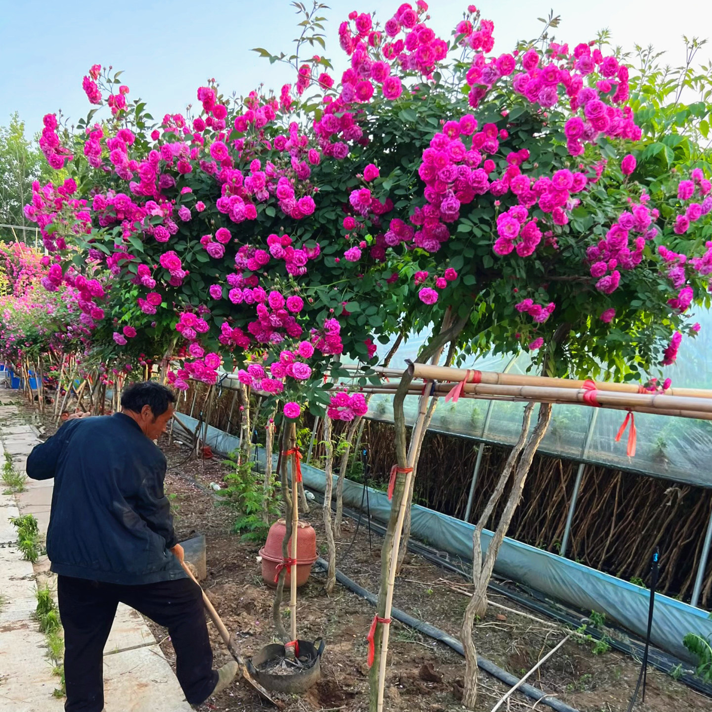 红花蔷薇独杆棒棒糖树桩高杆蔷薇花苗原生苗爬藤树状庭院植物耐寒