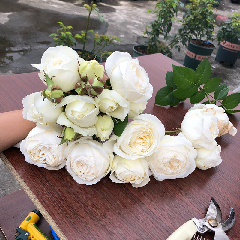 伊芙月季婚礼之路大苗浓香多季大花阳台庭院盆栽花卉包子型白色花
