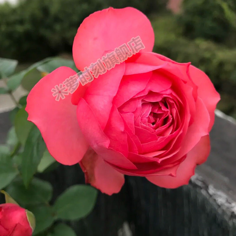 仲夏之夜月季花苗大花多季开盆栽阳台玫瑰花庭院花卉勤花蔷薇植物