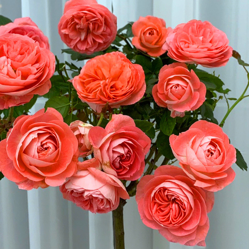 诺娃月季大苗带花多季浓香大花灌木盆栽阳台勤花地栽玫瑰别墅庭院