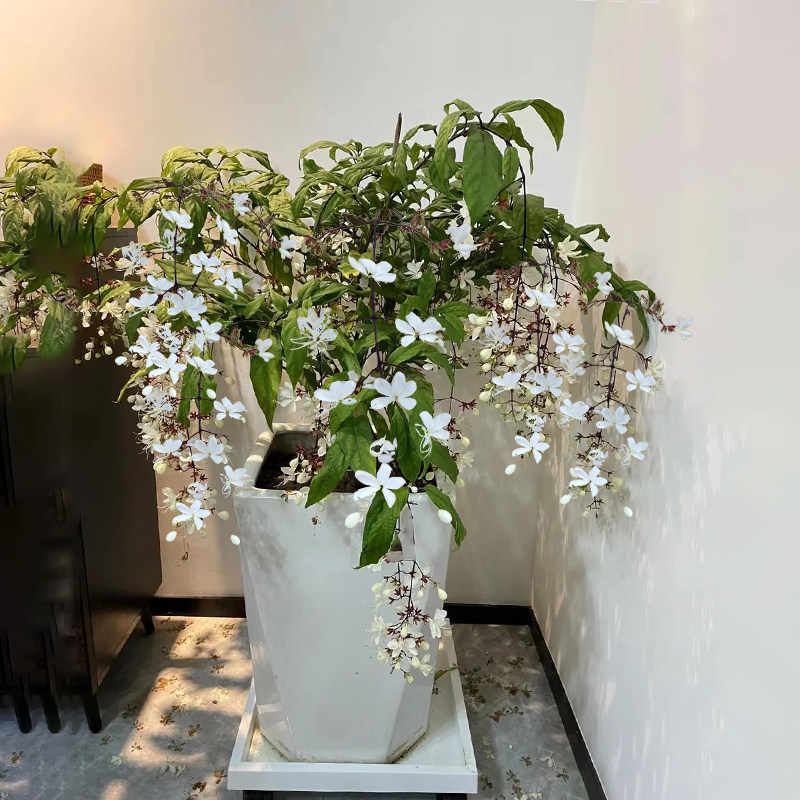 垂丝茉莉带花苞泰国大苗多季开白玉蝴蝶室内客厅盆栽绿植网红花卉