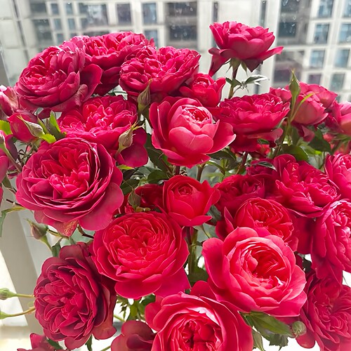 绝色果汁月季花苗四季浓香红色