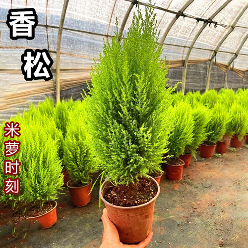 绿植盆栽香松棒棒糖办公室松树