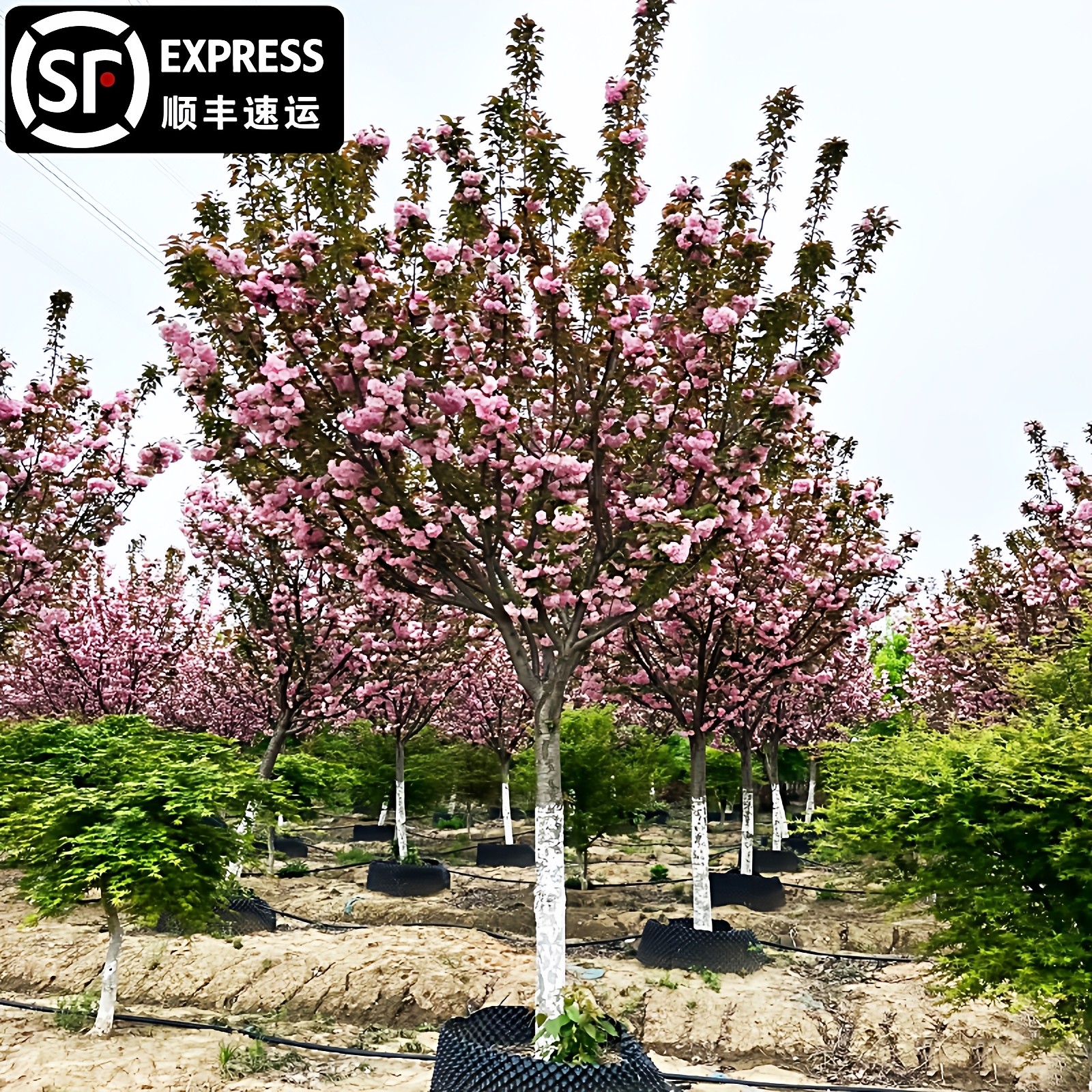 樱花树苗庭院地栽大树嫁接重瓣粉色早樱白色高杆绿化苗晚樱风景树