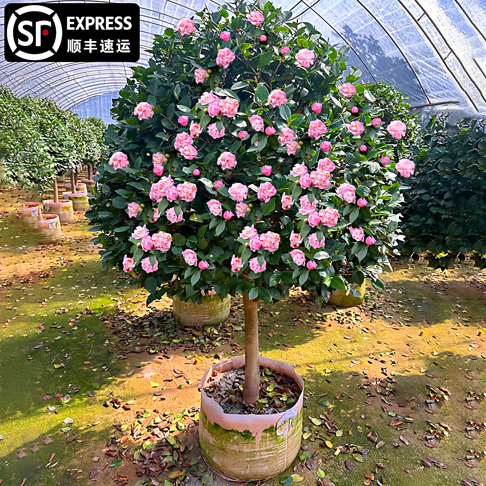 香妃茶花树苗庭院耐寒植物耐冬山茶花大型地栽四季常青冬季红色花