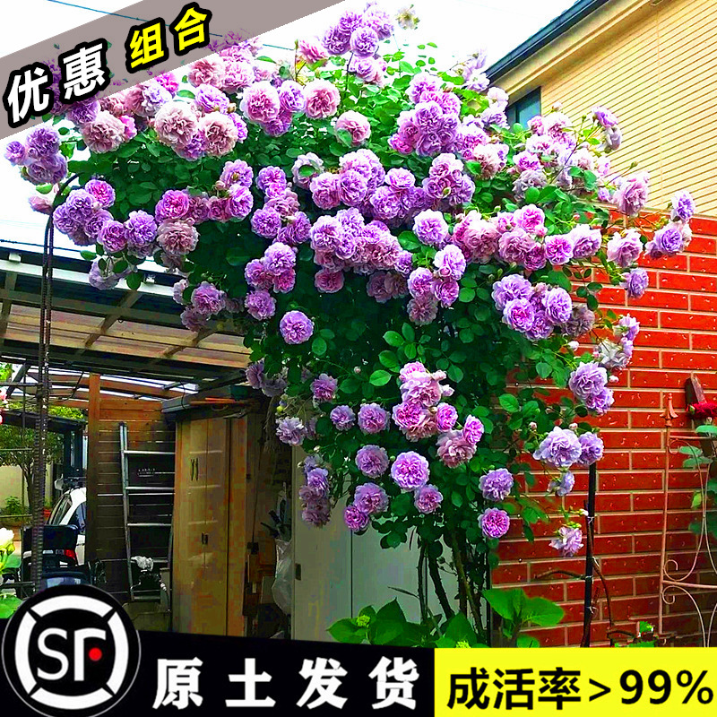 爬墙月季带花阳台大苗庭院攀爬花