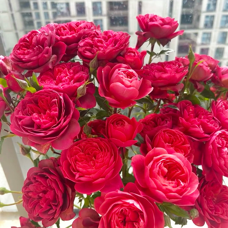 绝色果汁月季花苗四季浓香粉色灌木大花阳台盆栽庭院地栽切花玫瑰