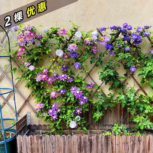 铁线莲爬藤大苗阳台盆栽无刺爬藤